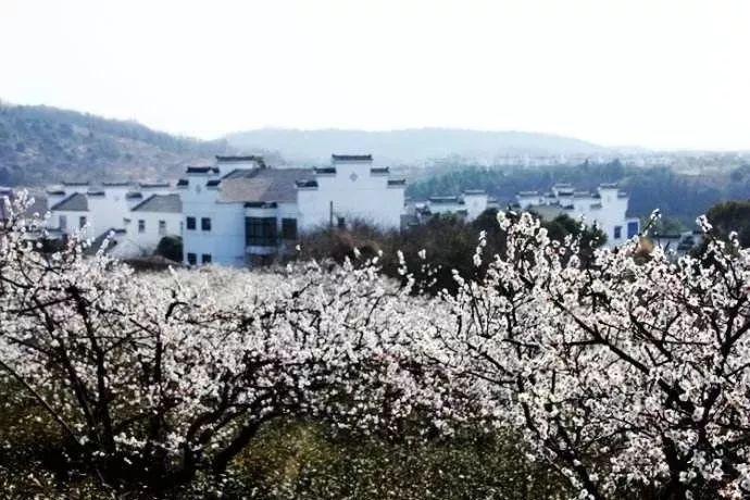绿野田畴逐春光