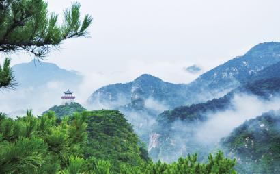 救援鹦鹉