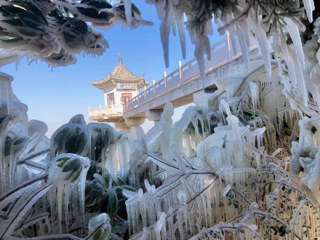 小长颈鹿逃离